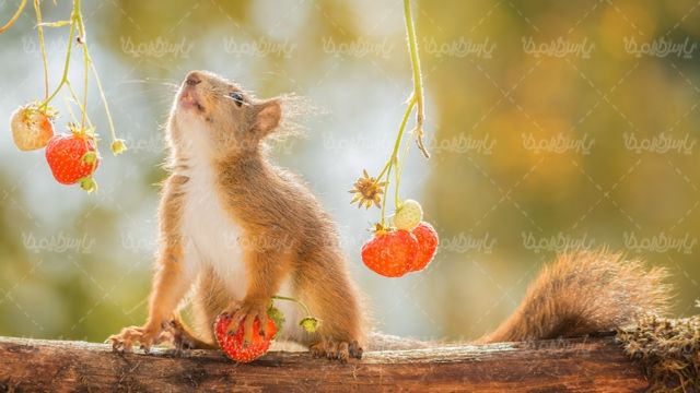 Squirrel