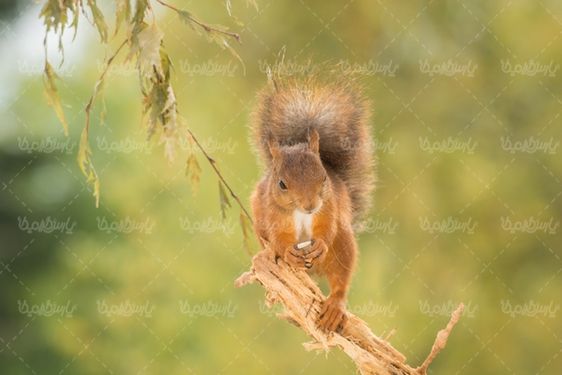 Squirrel