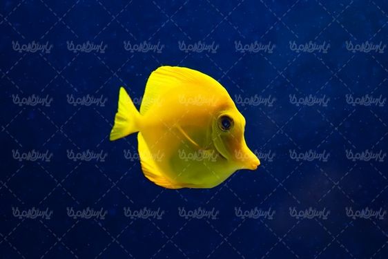 دانلود تصویر با کیفیت آکواریوم