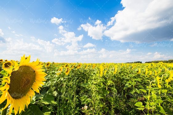 گل آفتابگردان