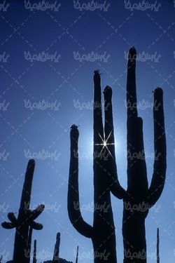 کاکتوس کویری