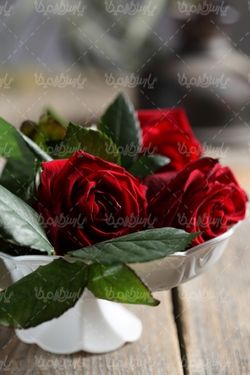گل رز قرمز
