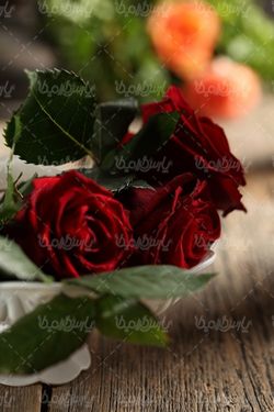 عکس با کیفیت گل رز