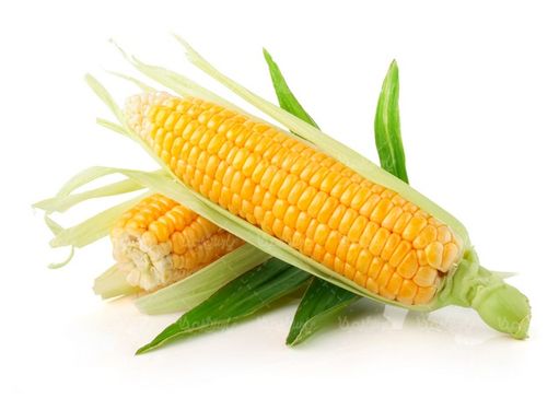 ذرت