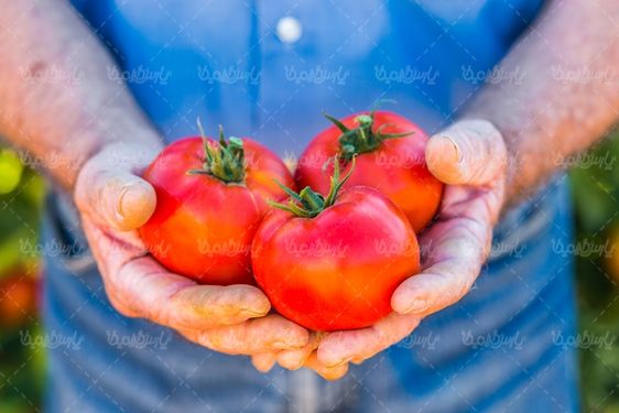 عکس گوجه فرنگی
