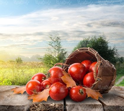 عکس گوجه فرنگی