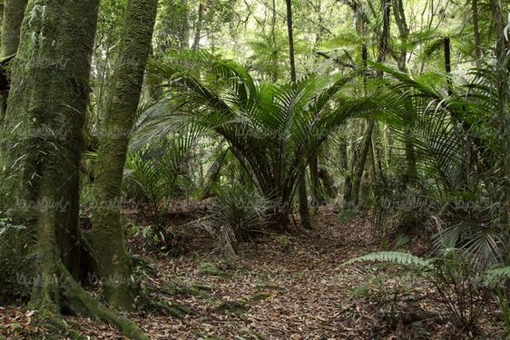 Jungle