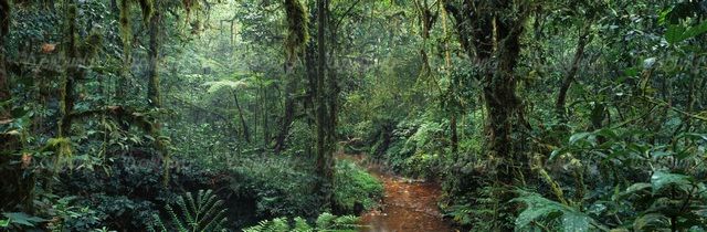 Jungle