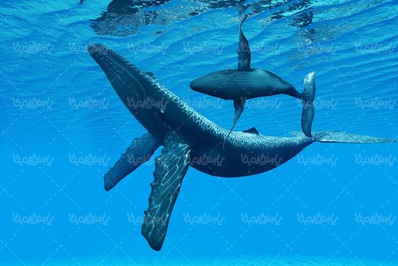 Whale