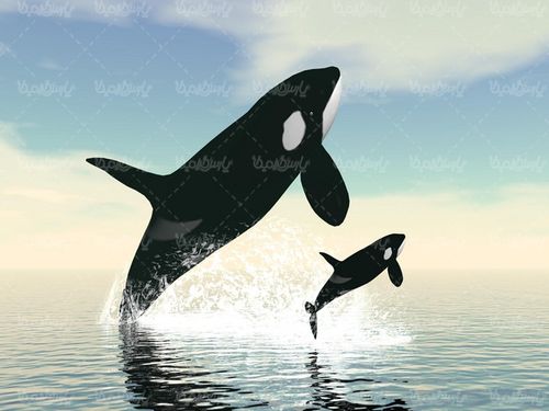 Whale