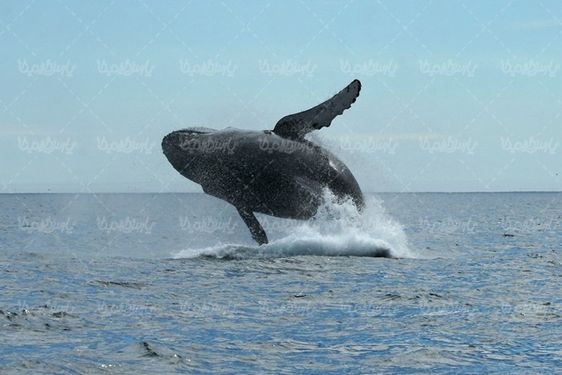 Whale