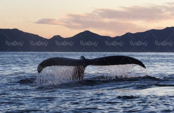 Whale