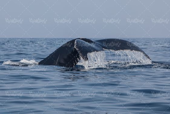 Whale