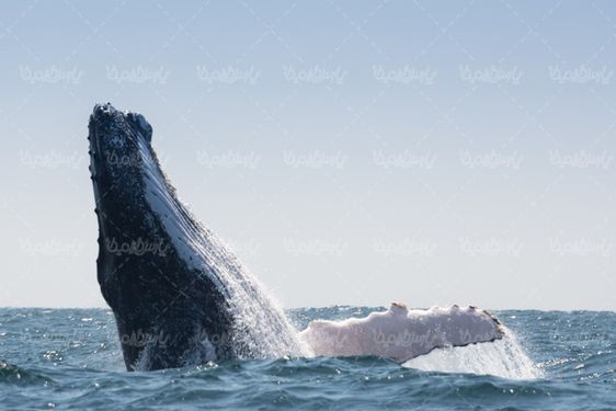 Whale