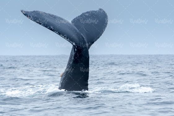 Whale