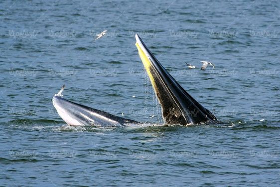 Whale