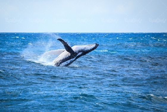 Whale