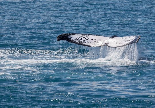 Whale