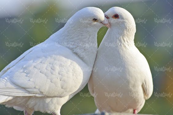 کبوتر سفید