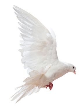 کبوتر سفید