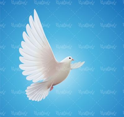 White Pigeon