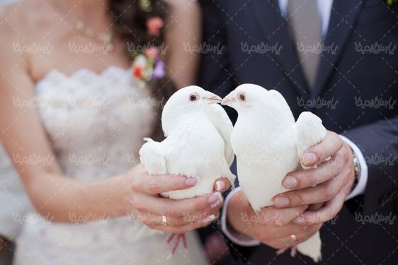 White Pigeon