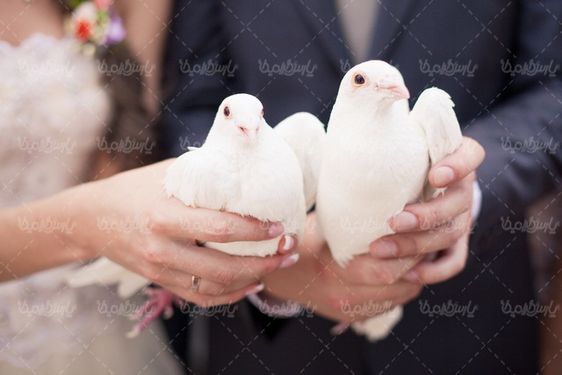 White Pigeon