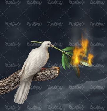 White Pigeon