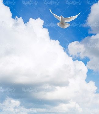 دانلود رایگان عکس کبوتر سفید