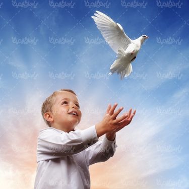 دانلود رایگان عکس کبوتر سفید