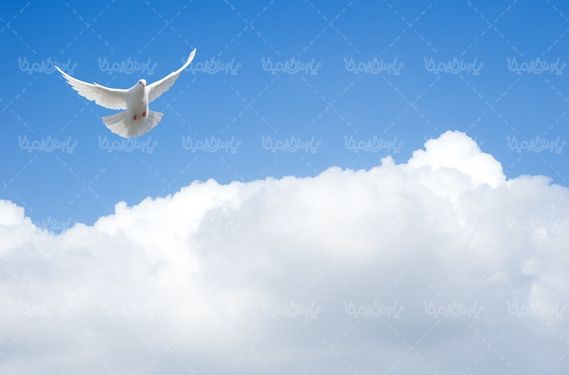 دانلود رایگان عکس کبوتر سفید