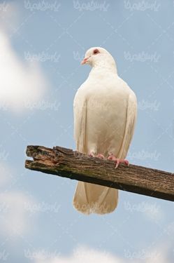 عکس کبوتر سفید