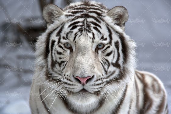 ببر