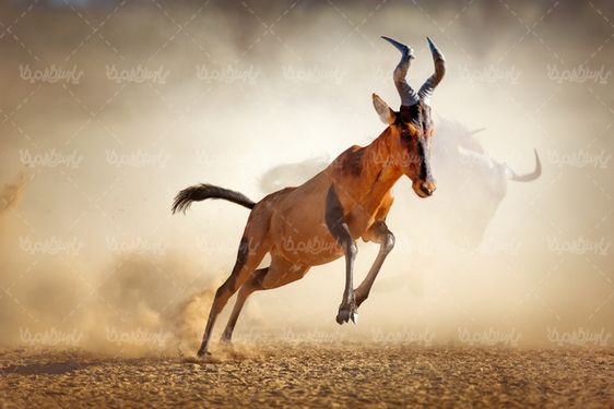 بز کوهی