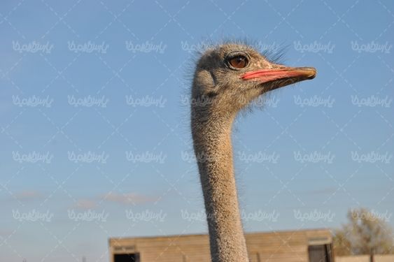 عکس با کیفیت شتر مرغ