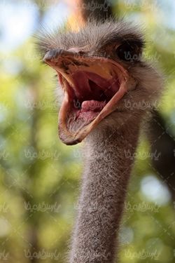 Ostrich