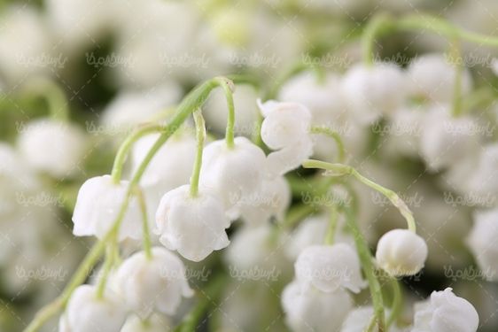 گل طبیعی