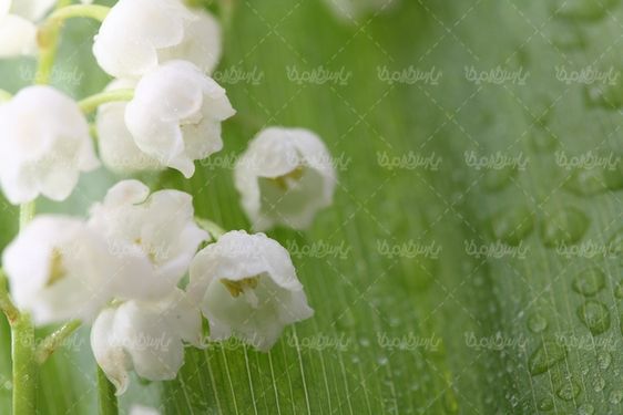 تصویر با کیفیت گل طبیعی