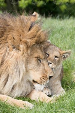 Forest Lion