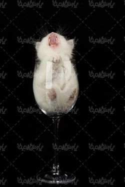 White cat