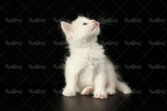 White cat