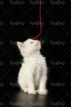 تصویر با کیفیت گربه