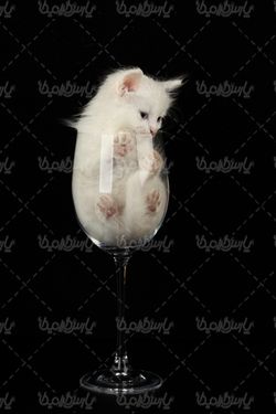 تصویر با کیفیت گربه
