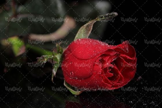 شاخه گل