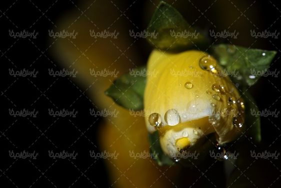 شاخه گل