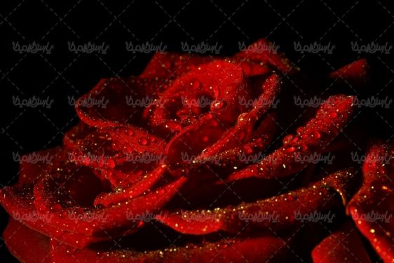 عکس با کیفیت شاخه گل