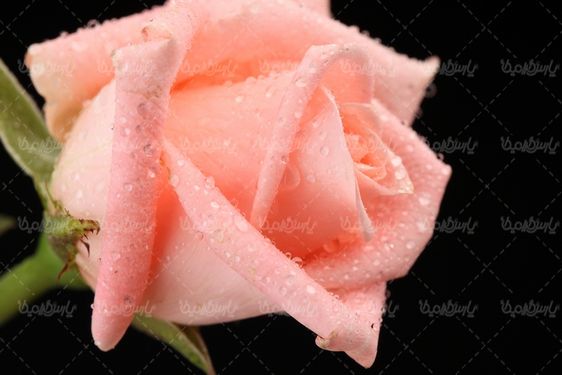 تصویر با کیفیت شاخه گل
