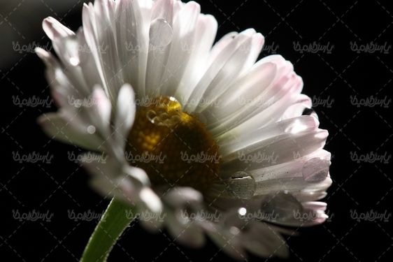 تصویر با کیفیت گل