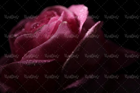 عکس با کیفیت شاخه گل