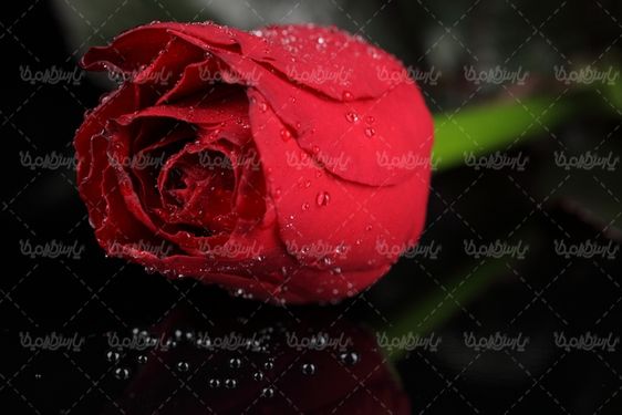 عکس با کیفیت شاخه گل